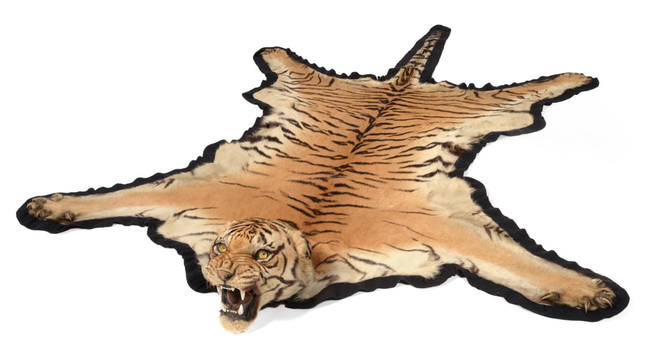 Lot 132 - Taxidermy: Bengal Tiger (Panthera tigris tigris), by Van Ingen & Van Ingen, Mysore, India, No...