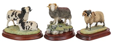 Lot 93 - Border Fine Arts 'Herdwick Tup'