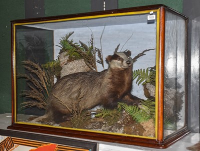 Lot 1222 - Taxidermy: A Late Victorian Cased European...