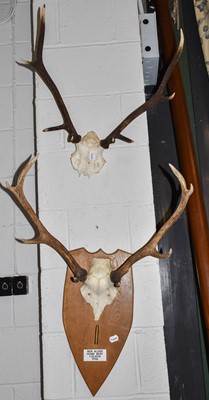 Lot 1246 - Antlers/Horns: A Quantity of European Red Deer...