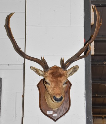 Lot 1292 - Deer head "1915........" Fallow