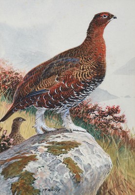 Lot 200 - Peter Allis (b.1944) Grouse standing on a rock...