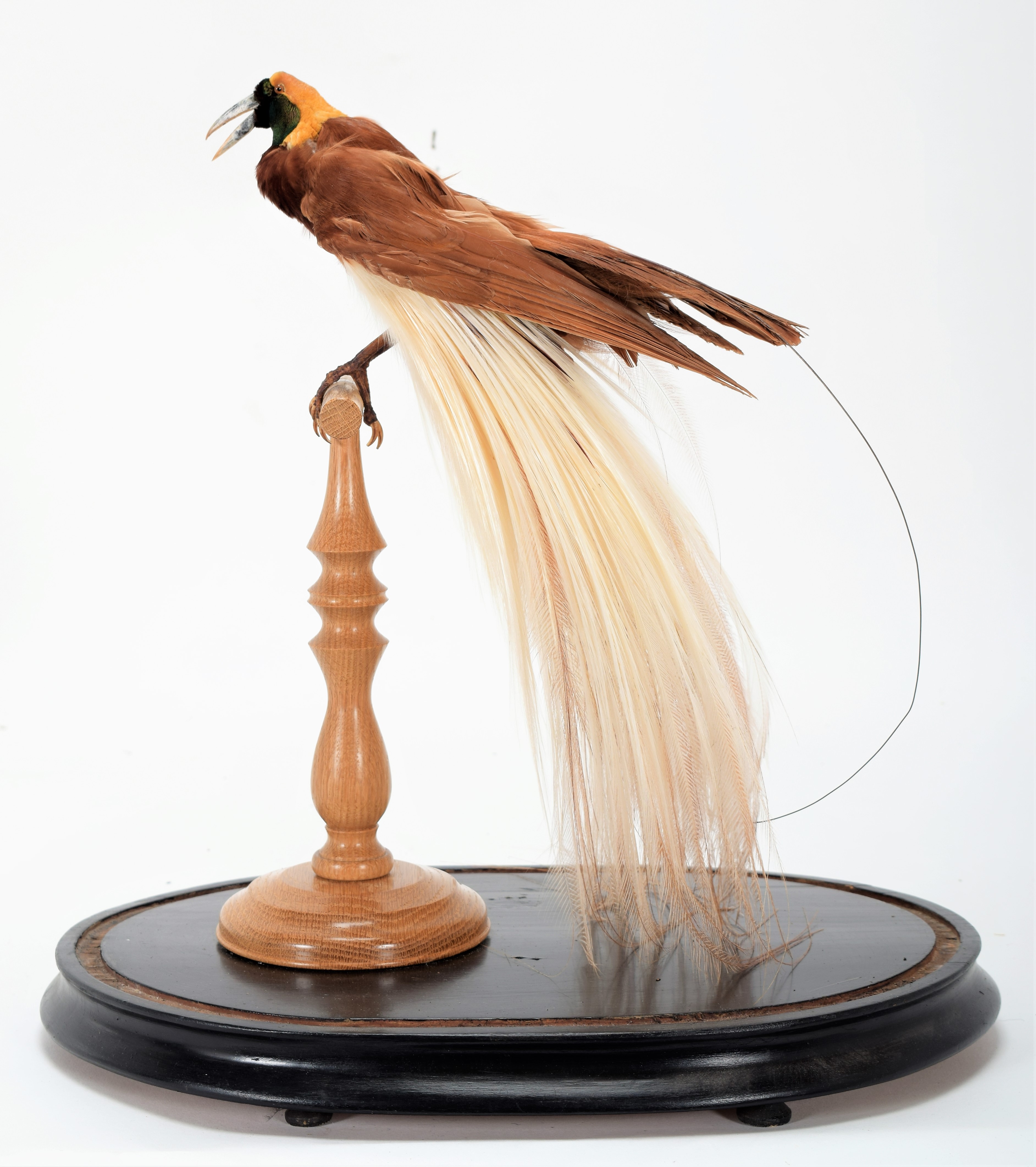 Lot 155 - Taxidermy: A Greater Bird-Of-Paradise