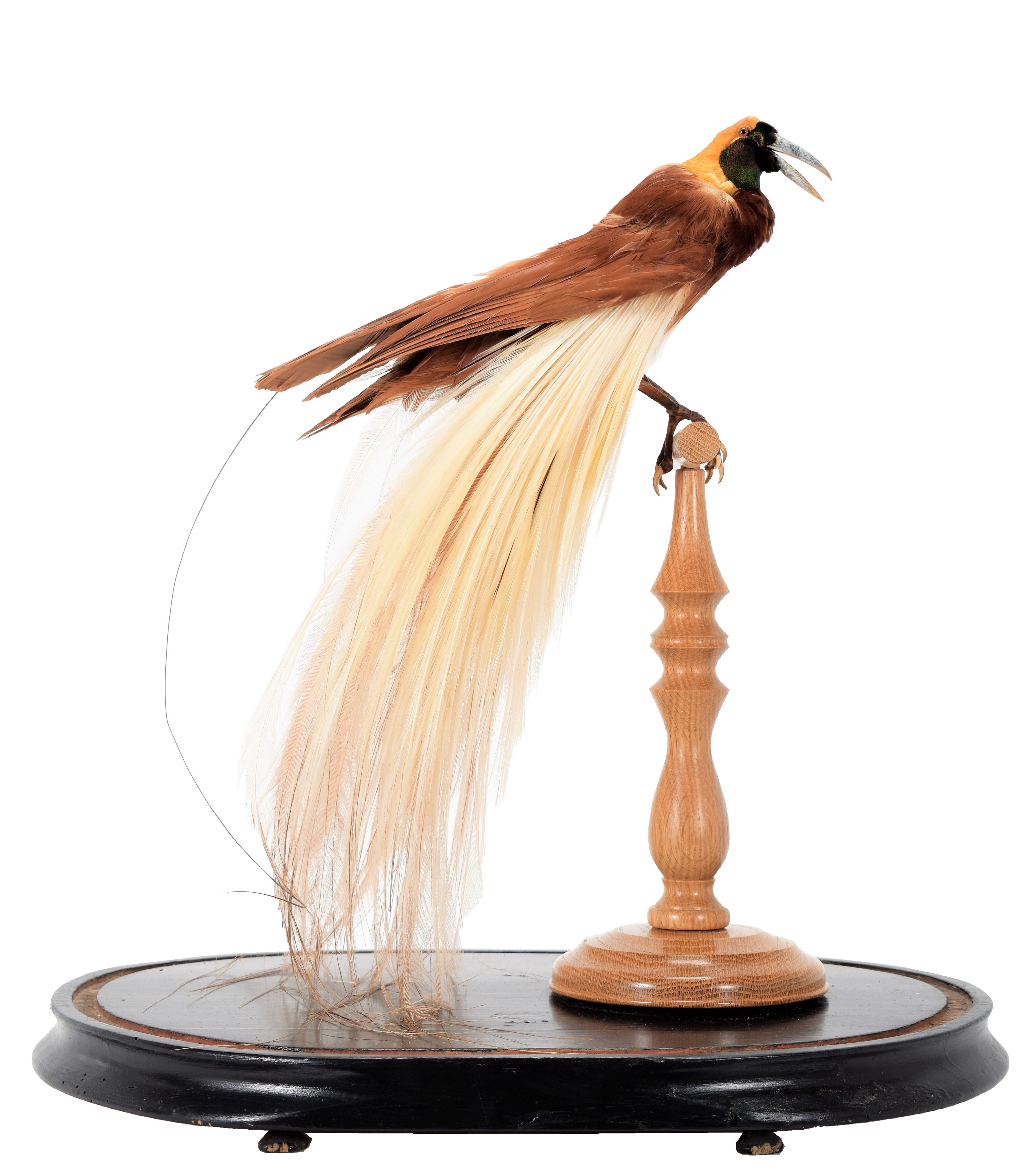 Lot 155 - Taxidermy: A Greater Bird-Of-Paradise