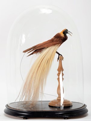 Lot 155 - Taxidermy: A Greater Bird-Of-Paradise
