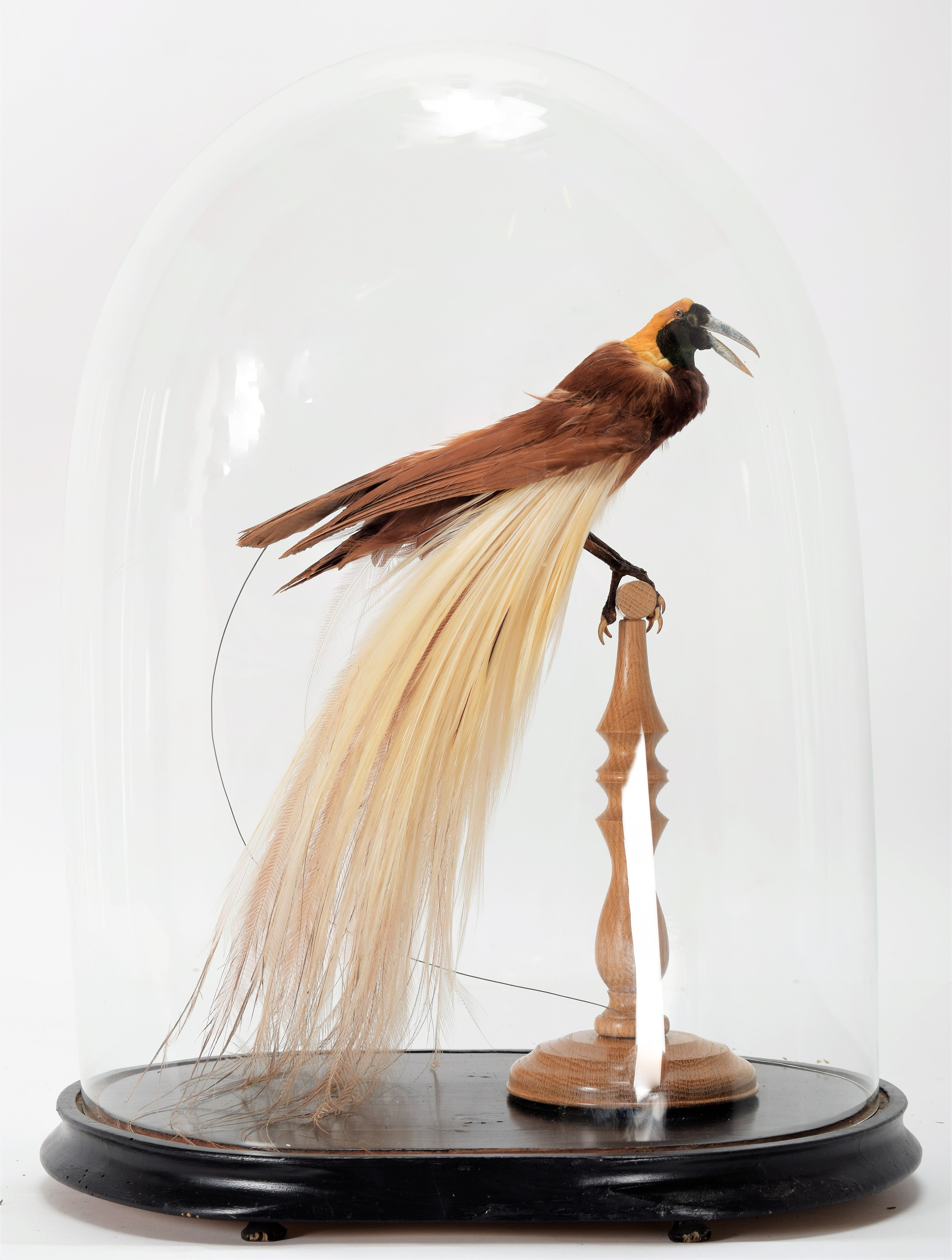 Lot 155 - Taxidermy: A Greater Bird-Of-Paradise