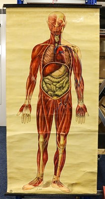Lot 254 - St Johns Ambulance Medical Anatomy Charts