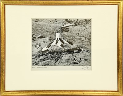 Lot 2155 - Eric Hosking OBE Hon. FRPS FBIPP (1909-1991)...