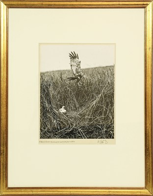 Lot 2162 - Eric Hosking OBE Hon. FRPS FBIPP (1909-1991)...