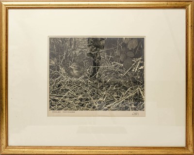 Lot 2163 - Eric Hosking OBE Hon. FRPS FBIPP (1909-1991)...