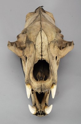 Lot 318 - Skulls/Anatomy: A Polar Bear Skull (Ursus...