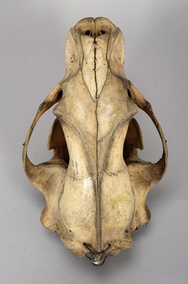 Lot 318 - Skulls/Anatomy: A Polar Bear Skull (Ursus...