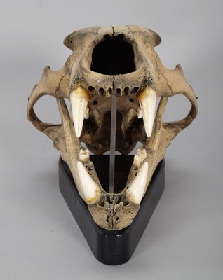 Lot 318 - Skulls/Anatomy: A Polar Bear Skull (Ursus...