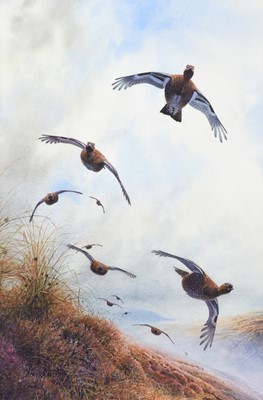 Lot 1023 - Peter Allis (b.1944) Grouse in flight over...