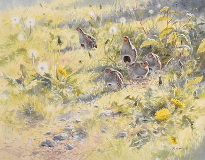 Lot 1029 - Rodger McPhail (b.1953) Partridge amongst...