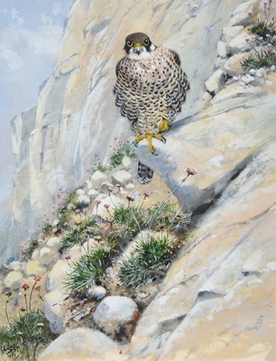 Lot 1025 - George Edward Lodge (1860-1954) Peregrine...