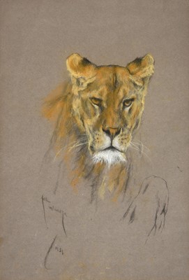 Lot 1002 - Arthur Wardle (1860-1929) Head study of a...