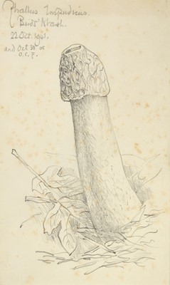 Lot 40 - Robin Tanner (1904-1988) "Phallus Impudicus"...