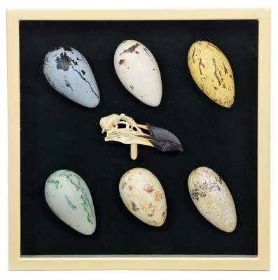 Lot 1228A - Natural History: A Collection of Replica Great...