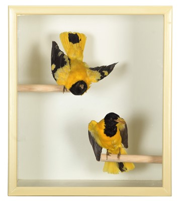 Lot 1231A - Taxidermy: Two Cased Indian Black-Hooded...
