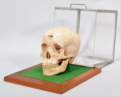 Lot 3230 - Replica Human Skull