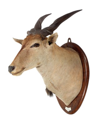 Lot 116 - Taxidermy: East African or Patterson's Eland...