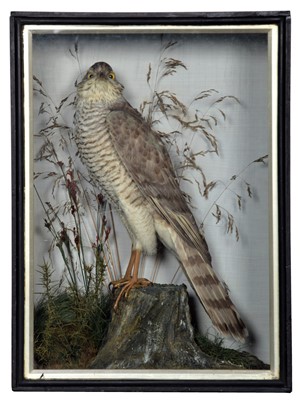 Lot 1226A - Taxidermy: A Late Victorian Cased European...