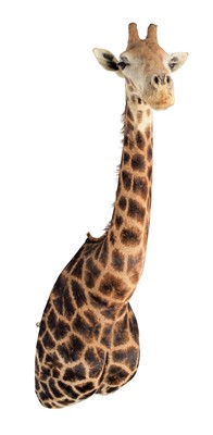 Lot 68 - Taxidermy: South African Giraffe (Giraffa...