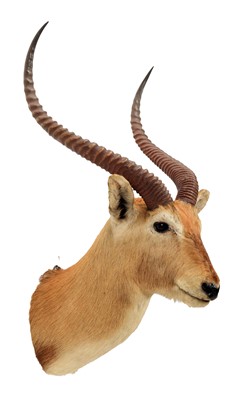 Lot 66 - Taxidermy: Red Lechwe (Kobus leche), circa...