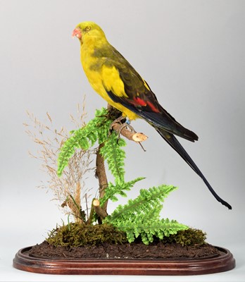 Lot 163 - Taxidermy: Regent Parrot (Polytelis...