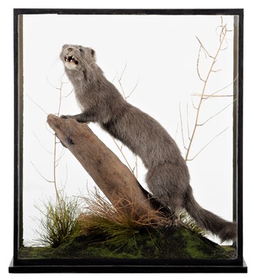 Lot 1227A - Taxidermy: A Cased Blue Mink (Mustela...