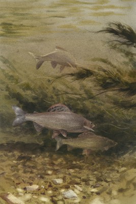 Lot 1049 - Rodger McPhail (b.1953) "Grayling Underwater"...