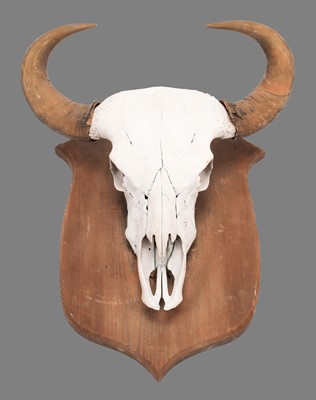 Lot 196 - Antlers/Horns: Indian Gaur Buffalo (Bos gaurus...