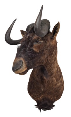 Lot 70 - Taxidermy: Black Wildebeest (Connochaetes...
