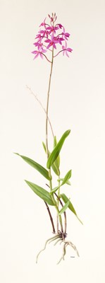 Lot 1011 - Raymond Booth (1929-2015) “Barkeria Skinneri”...