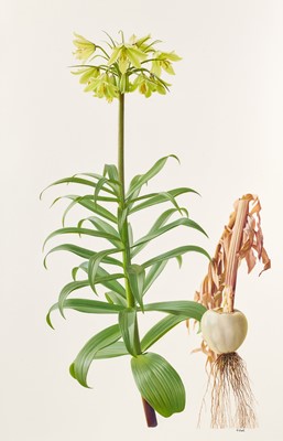Lot 1016 - Raymond Booth (1929-2015) “Fritillaria...