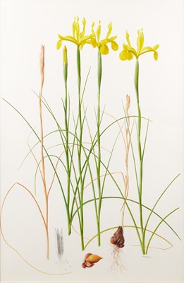 Lot 1015 - Raymond Booth (1929-2015) “Iris Spuria” (2002)...