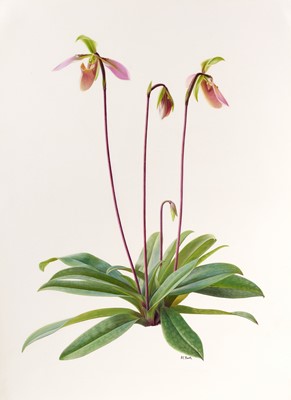 Lot 1008 - Raymond Booth (1929-2015) “Paphiopedilum...