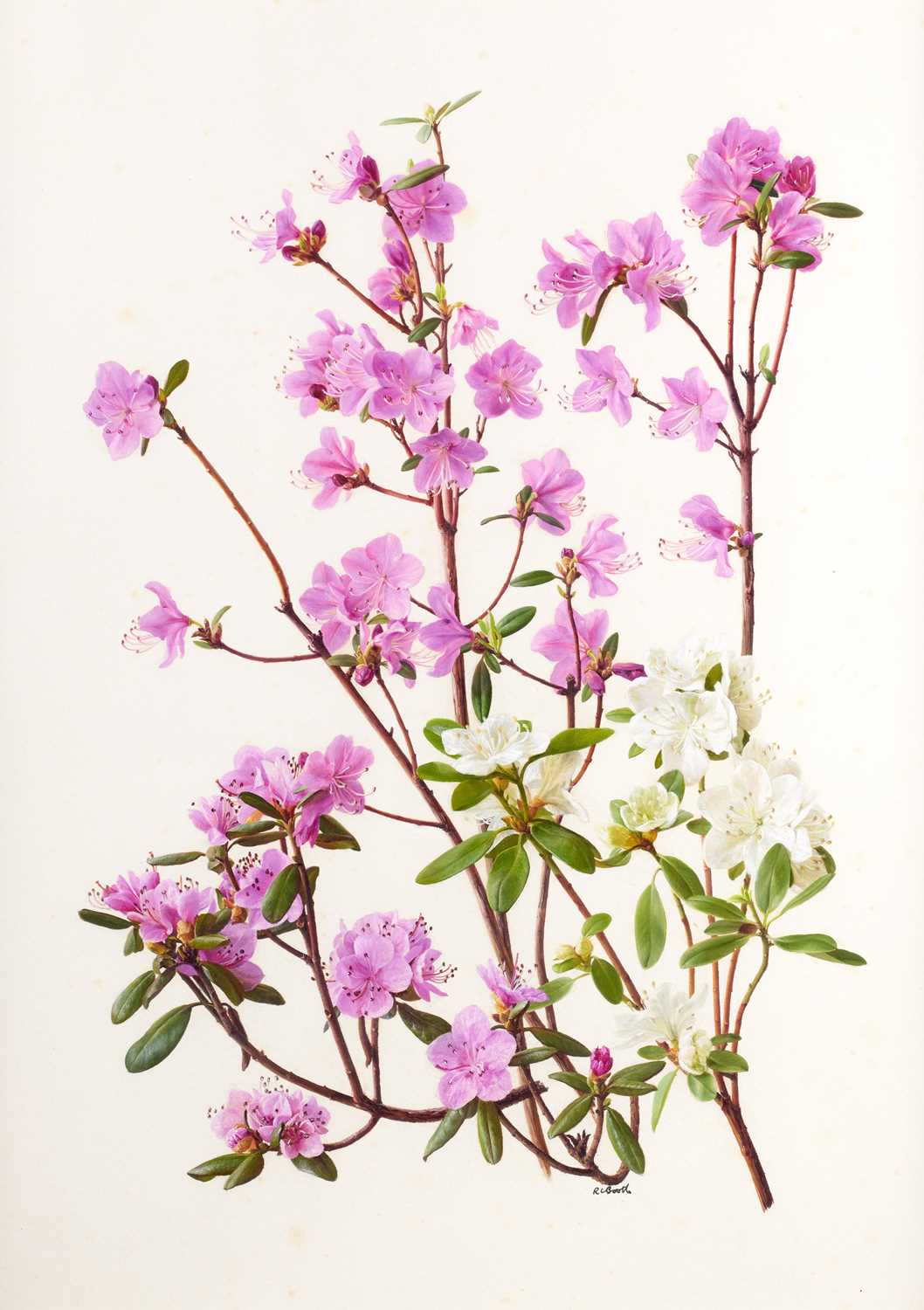 Lot 51 - Raymond Booth (1929-2015) “Rhododendron...