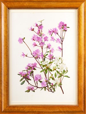 Lot 51 - Raymond Booth (1929-2015) “Rhododendron...