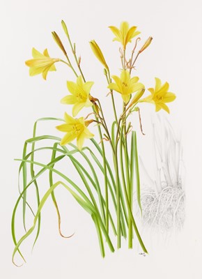 Lot 1014 - Raymond Booth (1929-2015) “Hemerocallis...