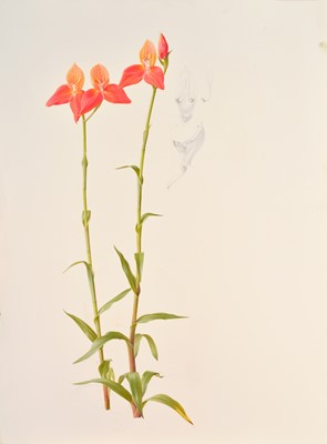 Lot 1018 - Raymond Booth (1929-2015) Slipper Orchid...