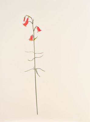 Lot 1017 - Raymond Booth (1929-2015) Study of a...