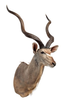 Lot 91 - Taxidermy: Cape Greater Kudu (Strepsiceros...