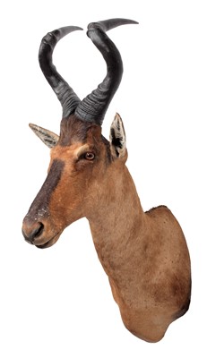 Lot 165 - Taxidermy: Cape Red Hartebeest (Alcelaphus...