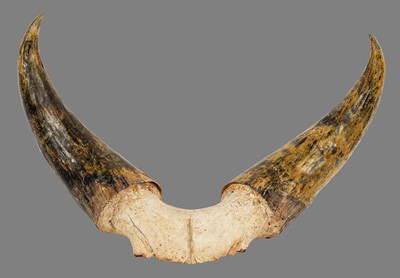 Lot 199 - Antlers/Horns: A Set of Kankrej Bull Horns...