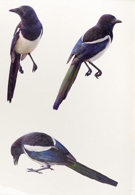 Lot 1003 - Raymond Booth (1929-2015) "Magpie" Inscribed,...