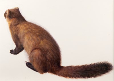 Lot 1005 - Raymond Booth (1929-2015) "Study of a Marten"...