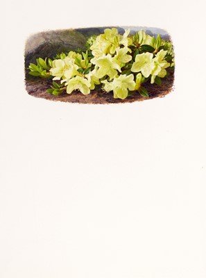 Lot 1007 - Raymond Booth (1929-2015) "Rhododendron...