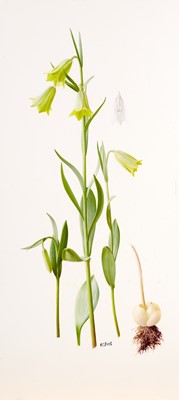 Lot 1013 - Raymond Booth (1929-2015) Study of yellow...